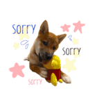 柴犬ぽぽちゃん①（個別スタンプ：21）