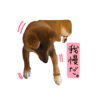 柴犬ぽぽちゃん①（個別スタンプ：22）