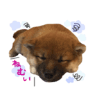 柴犬ぽぽちゃん①（個別スタンプ：23）