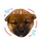 柴犬ぽぽちゃん①（個別スタンプ：24）