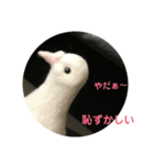 happy白鳩じゅんちゃん（個別スタンプ：5）