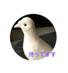 happy白鳩じゅんちゃん（個別スタンプ：6）