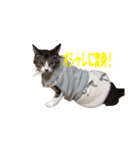 可愛いうちの猫ちゃん（個別スタンプ：1）