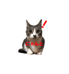 可愛いうちの猫ちゃん（個別スタンプ：2）
