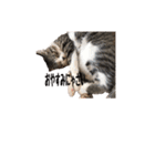 可愛いうちの猫ちゃん（個別スタンプ：3）