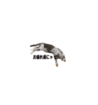 可愛いうちの猫ちゃん（個別スタンプ：4）