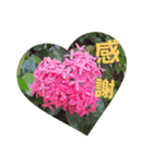 花と日常〇使いやすい（個別スタンプ：4）