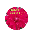 花と日常〇使いやすい（個別スタンプ：5）