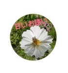 花と日常〇使いやすい（個別スタンプ：7）