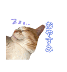 大と寅（個別スタンプ：20）
