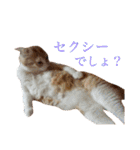 大と寅（個別スタンプ：22）