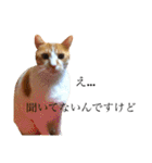 大と寅（個別スタンプ：30）