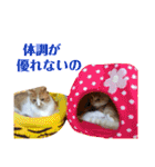 大と寅（個別スタンプ：35）