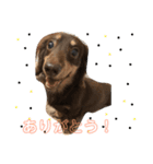 ダックスフンド、チョコとティノ1（個別スタンプ：5）