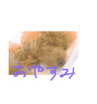 犬が好きなメッセージ（個別スタンプ：2）