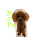 犬が好きなメッセージ（個別スタンプ：5）