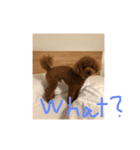 犬が好きなメッセージ（個別スタンプ：7）