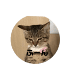 キジトラねこ（個別スタンプ：1）