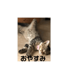 キジトラねこ（個別スタンプ：2）