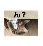キジトラねこ（個別スタンプ：3）