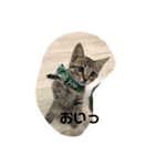 キジトラねこ（個別スタンプ：6）
