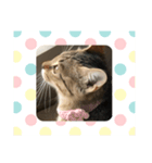 キジトラねこ（個別スタンプ：7）