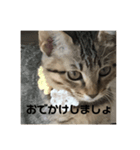 キジトラねこ（個別スタンプ：8）