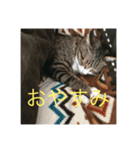 キジトラ 大吉ちゃん（個別スタンプ：5）