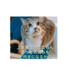 キジトラ 大吉ちゃん（個別スタンプ：6）