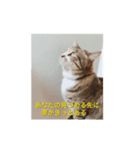 キジトラ 大吉ちゃん（個別スタンプ：7）