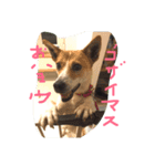 まつりちゃん。（個別スタンプ：1）