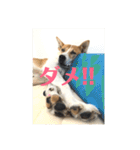 まつりちゃん。（個別スタンプ：2）