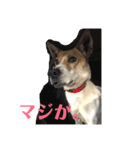 まつりちゃん。（個別スタンプ：4）