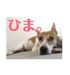 まつりちゃん。（個別スタンプ：9）