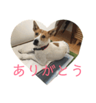 まつりちゃん。（個別スタンプ：14）