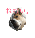 まつりちゃん。（個別スタンプ：21）