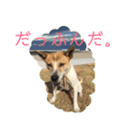 まつりちゃん。（個別スタンプ：22）