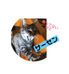 じょーくんらぶ2（個別スタンプ：2）