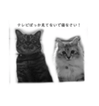 ネコねこ猫（個別スタンプ：10）