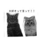 ネコねこ猫（個別スタンプ：15）