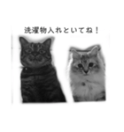 ネコねこ猫（個別スタンプ：16）