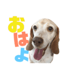ビーグル犬 ヨーゼフ＆桃華（個別スタンプ：1）