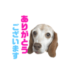 ビーグル犬 ヨーゼフ＆桃華（個別スタンプ：2）