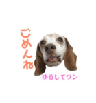 ビーグル犬 ヨーゼフ＆桃華（個別スタンプ：3）