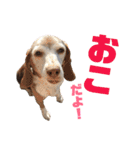 ビーグル犬 ヨーゼフ＆桃華（個別スタンプ：4）