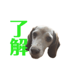 ビーグル犬 ヨーゼフ＆桃華（個別スタンプ：5）
