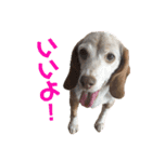ビーグル犬 ヨーゼフ＆桃華（個別スタンプ：6）