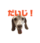 ビーグル犬 ヨーゼフ＆桃華（個別スタンプ：7）