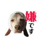 ビーグル犬 ヨーゼフ＆桃華（個別スタンプ：8）