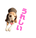 ビーグル犬 ヨーゼフ＆桃華（個別スタンプ：10）